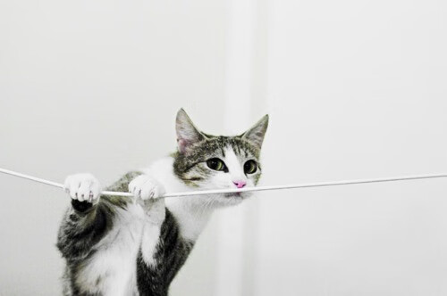 北京首钢球队替补球员贡献提升，北京首钢全部球员